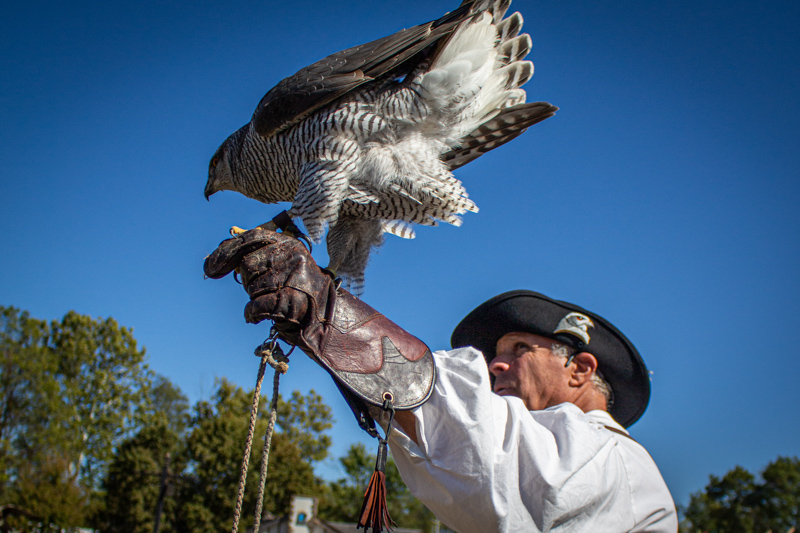 Birds of Prey of the Midwest