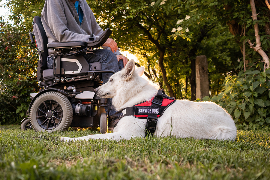 Service Animal Policy Yuletide Village